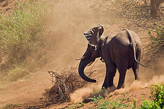 非洲,大象,灰尘,克鲁格国家公园,南非