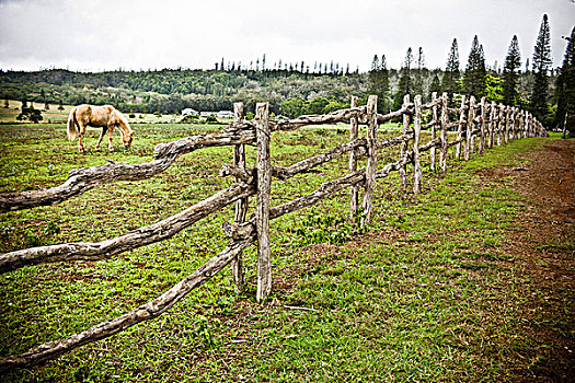 马,草场,木篱,岛屿,夏威夷,美国