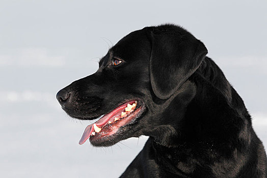 黑色拉布拉多犬,雄性,狗,雪地,德国,欧洲