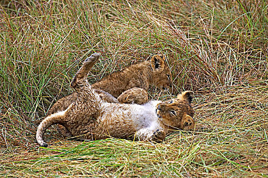 非洲狮,狮子,幼兽,玩,马赛马拉,公园,肯尼亚
