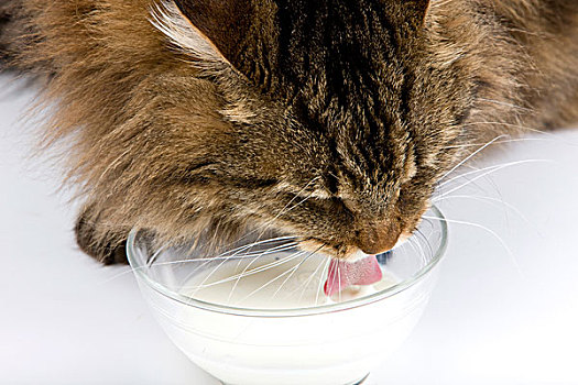 家猫,雄性,喝,牛奶,白色背景