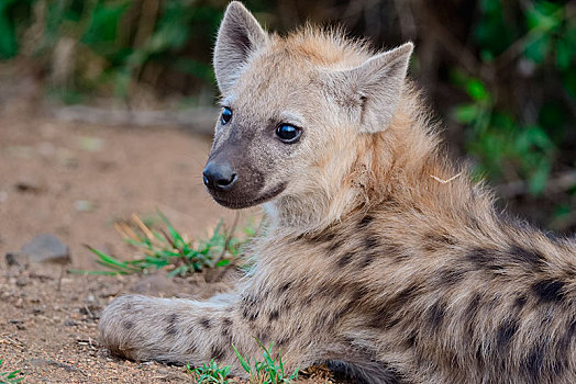 斑鬣狗,笑,鬣狗,幼兽,卧,克鲁格国家公园,南非,非洲