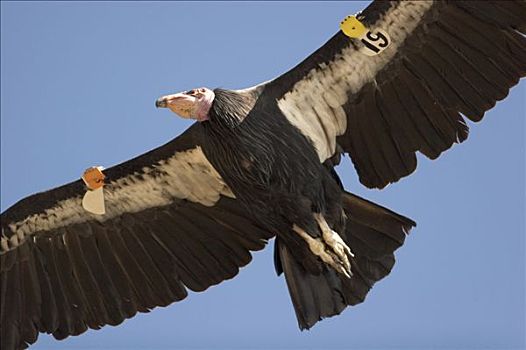 加州秃鹰,飞,展示,翼,大,加利福尼亚