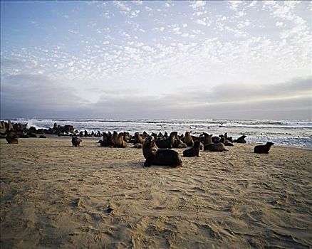 海豹,海滩,岬角,北方,骷髅海岸,纳米比亚