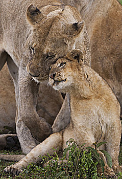 幼狮,狮子,擦,脸颊,依偎,塞伦盖蒂国家公园,坦桑尼亚
