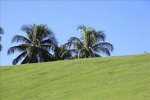 两个,棕榈树,偷看,后视图,草,绿色,山,天空