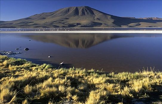 火烈鸟,泻湖,国家公园,玻利维亚
