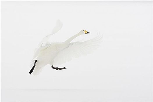 大天鹅,飞行,屈斜路湖,北海道,日本