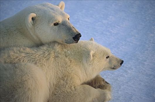 北极熊,幼兽,黎明,丘吉尔市,曼尼托巴,加拿大
