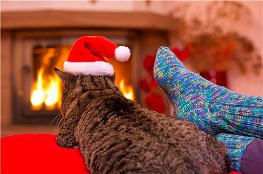 灰色,猫,圣诞帽,壁炉