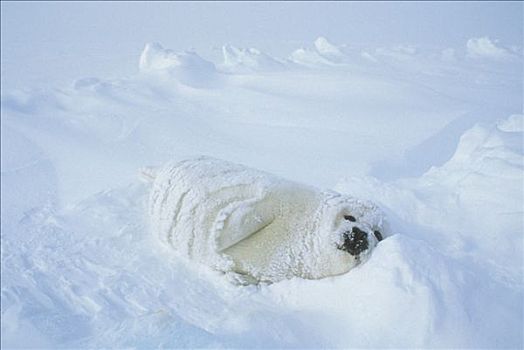 鞍纹海豹,琴海豹,幼仔,休息,雪中,圣劳伦斯湾,加拿大