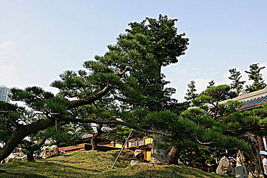 松树,女修道院,花园,山,香港