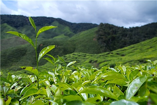 灌木,绿茶