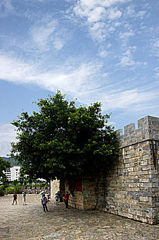 重庆巫山大宁河畔大昌古镇著名景点,城门黄桷树