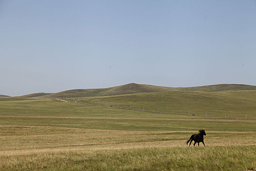 内蒙古锡林郭勒,俊朗飘逸的蒙古马