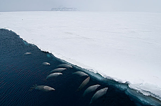 食蝦海豹,食蟹海豹,平面,呼吸,迅速,冰,声音,威德尔海,南极