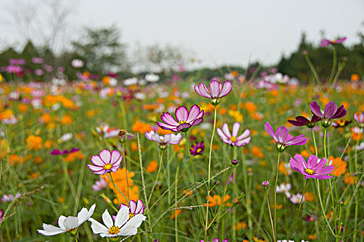 花海