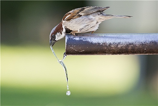 麻雀,饮用水