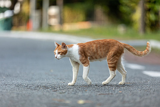 后院花园里玩耍的可爱猫眯