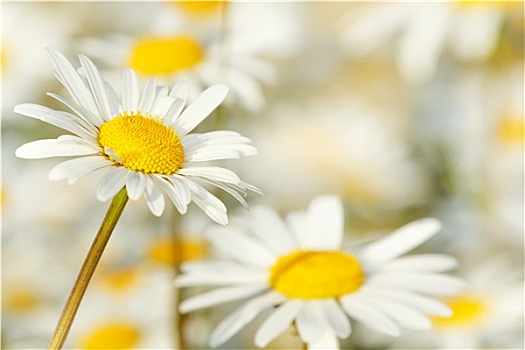 白色,雏菊,花