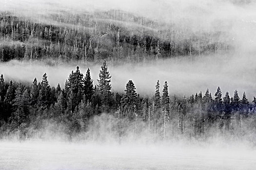 常青树,雾,湖,加利福尼亚