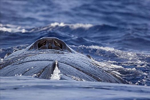 夏威夷,呼吸孔,驼背鲸,大翅鲸属,鲸鱼