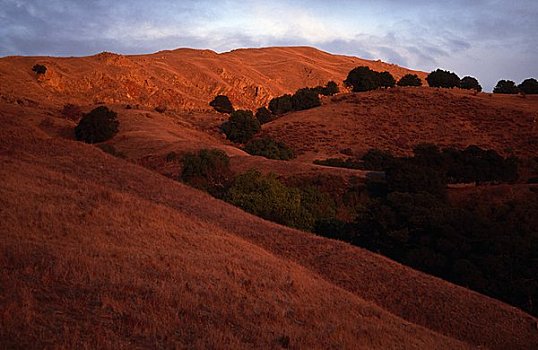 树,风景,加利福尼亚,美国