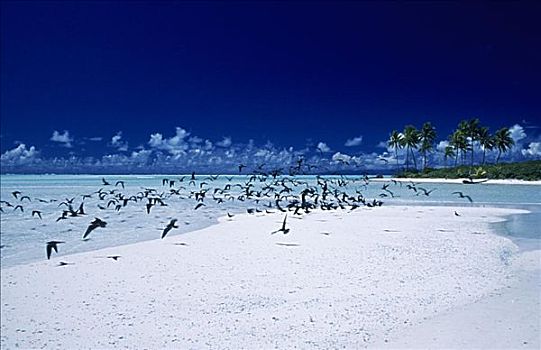 法属玻利尼西亚,泰蒂亚罗阿岛,岛屿,鸟群,飞跃,白色,沙洲