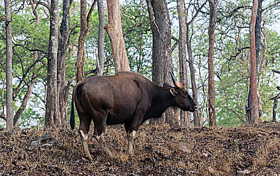 母牛,国家公园,印度,亚洲