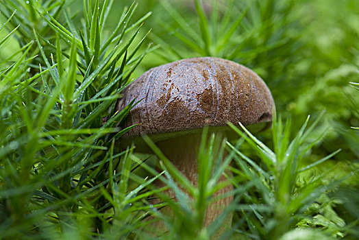 蘑菇,牛肝菌,褐色,帽,德国