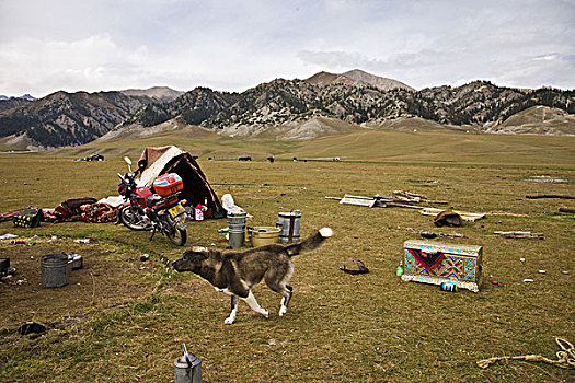 北疆的哈萨克牧民家家都养一两只狗用来保护羊群和看家护院,这是温泉县一牧民转场途中的过夜点,他家的狗在看护主人的领地和财产,新疆博尔塔拉蒙古自治州温泉县