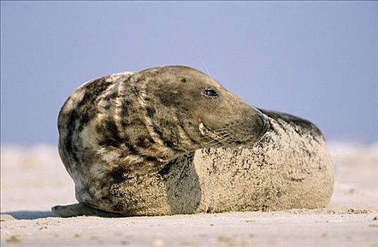 灰海豹,沙滩,欧洲