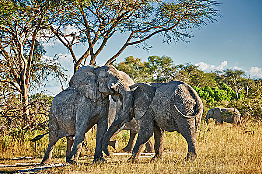 争斗,雄性,非洲,灌木,大象,非洲象,奥卡万戈三角洲,博茨瓦纳,南非