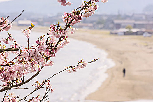 樱桃树,石川