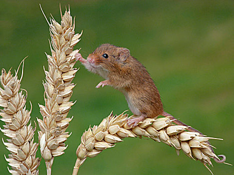 巢鼠,成年,攀登,成熟,麦穗,莱斯特,英格兰,英国,欧洲