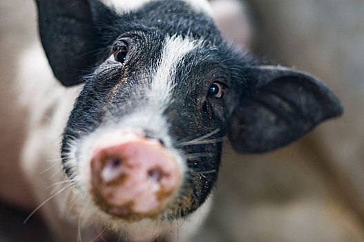 巴马特产巴马香猪的养殖之小猪