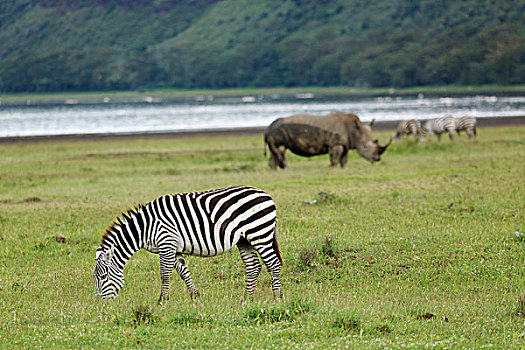 斑马,白犀牛,纳库鲁湖国家公园,肯尼亚