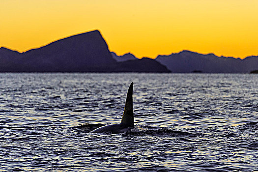 逆戟鲸,日落,山,背影,挪威,欧洲