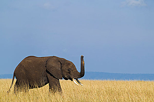 非洲,灌木,大象,非洲象,幼兽,象鼻,马赛马拉国家保护区,肯尼亚