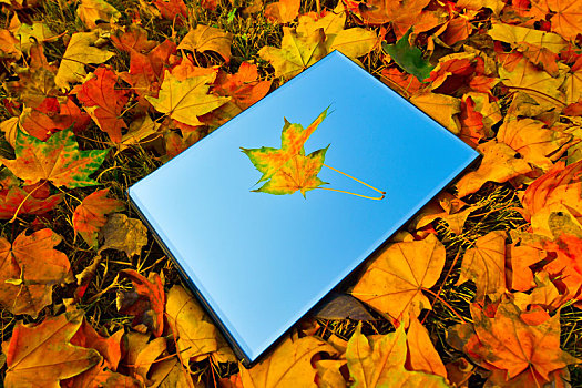 秋天地面落叶上的镜子,创意摄影