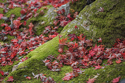 秋季日本园林里地面上的青苔和树桩边上的满地落叶
