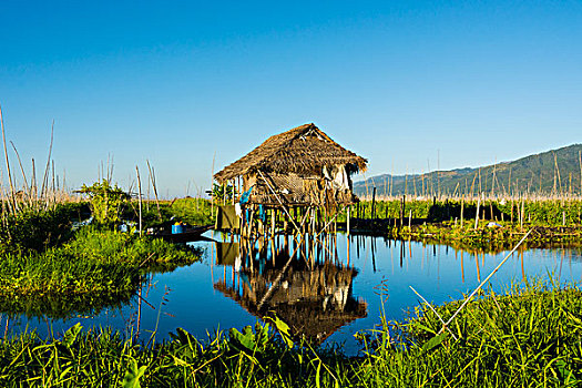 缅甸,掸邦,茵莱湖,漂浮,农场