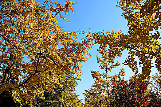 公园里秋天金黄色的银杏树
