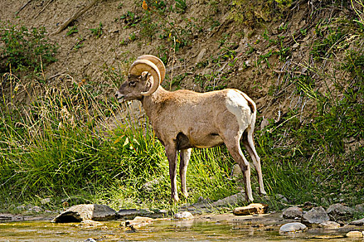 大角羊,站立,河,救助,溪流,区域,黄石国家公园,蒙大拿,美国