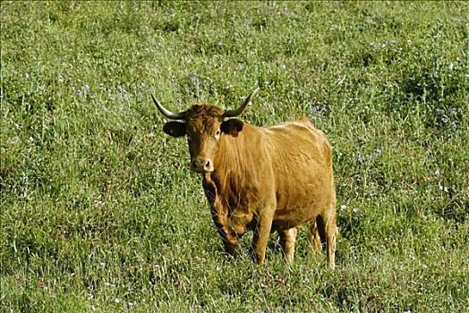 幼兽,公牛,草场,靠近,安达卢西亚,西班牙,欧洲