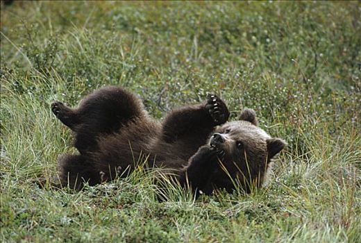 大灰熊,棕熊,幼兽,玩,草丛,德纳利国家公园和自然保护区,阿拉斯加