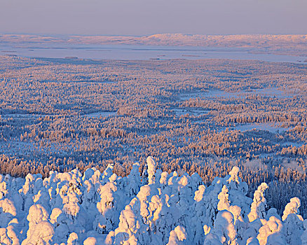 积雪,风景,库萨莫,北方,芬兰