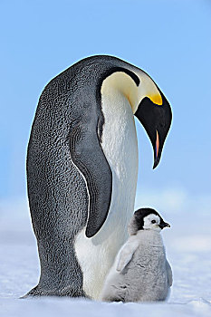 成年,帝企鹅,幼禽,雪丘岛,南极半岛,南极