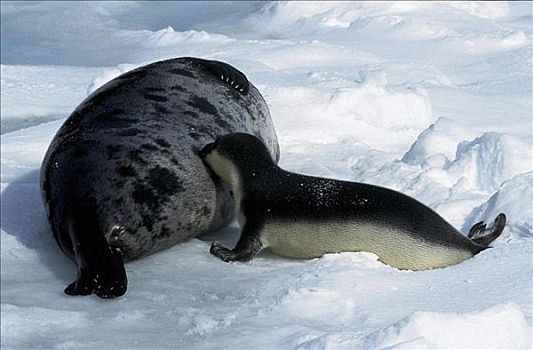 海豹,小动物,哺乳动物,浮冰,雪,魁北克,加拿大,北美,动物