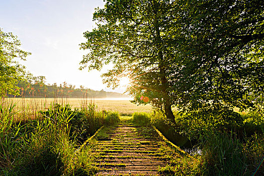 木桥,穿过,河流,草场,晨光,黑森州,德国